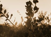 Welke planten kunnen in de volle zon