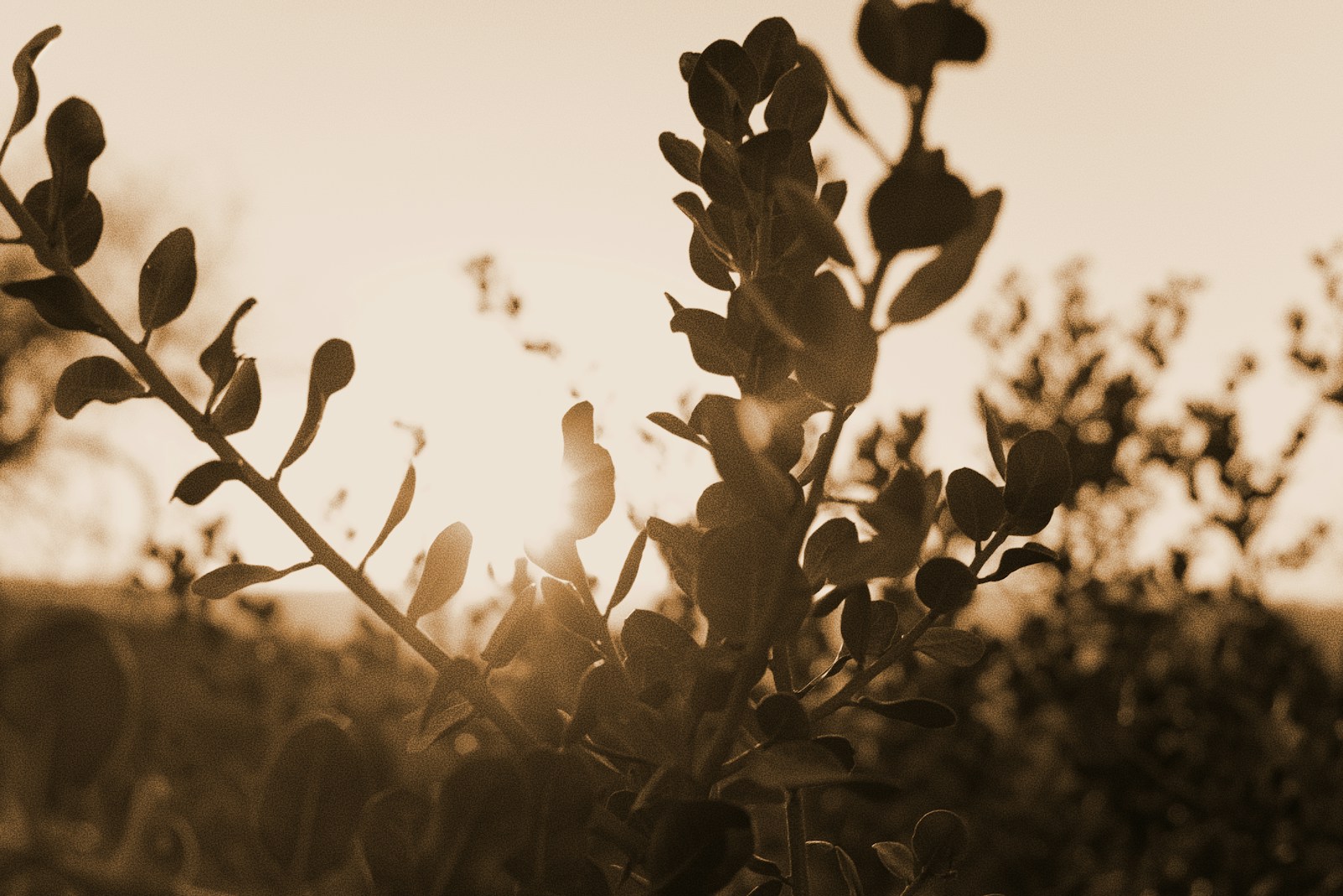 Welke planten kunnen in de volle zon