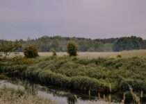 a river running through a lush green field