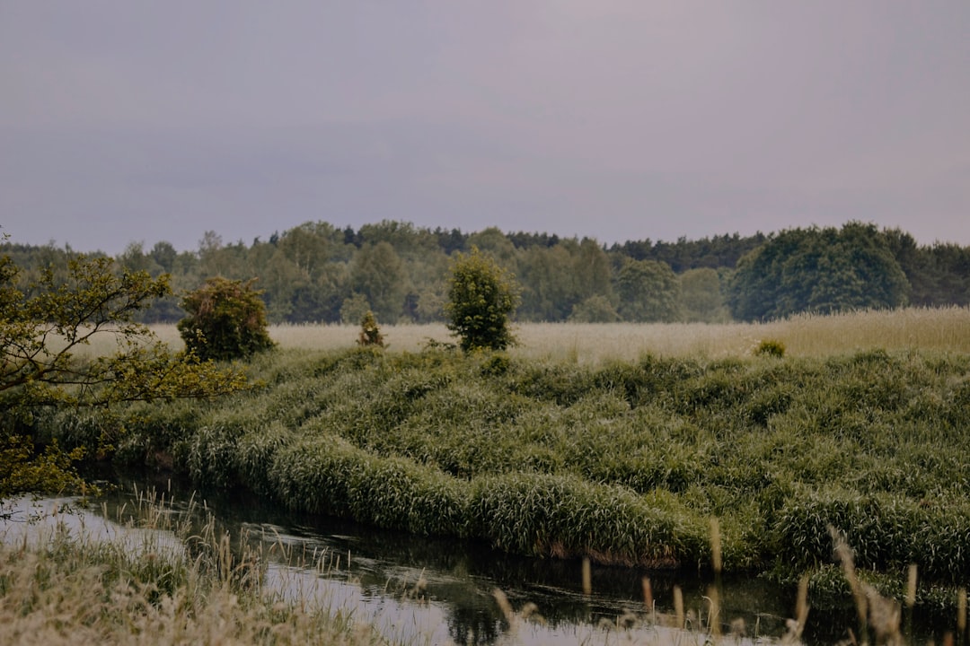 a river running through a lush green field